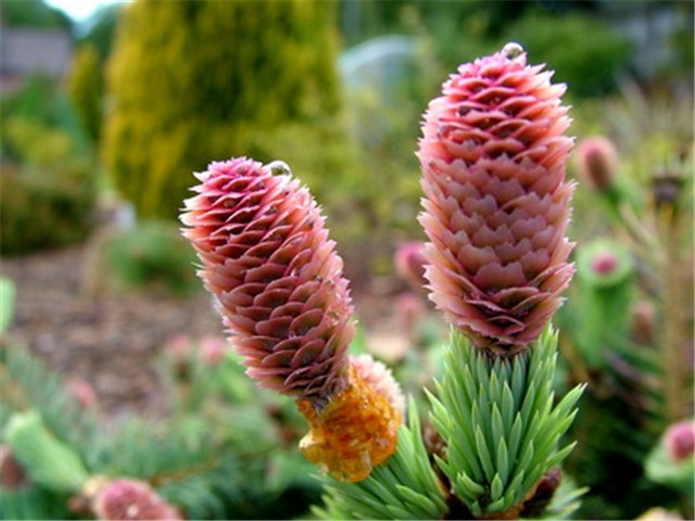 Picea pungens d